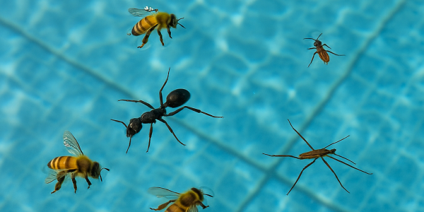 Bichos Acuáticos en la Piscina: ¿Por Qué Aparecen y Cómo Eliminarlos?
